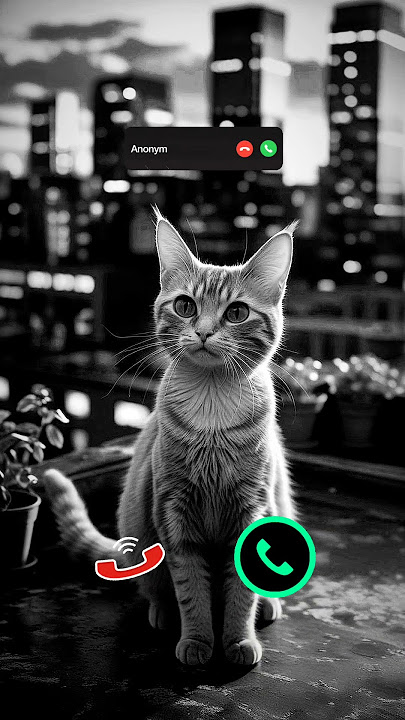cat is calling#ringtone #smartphone #music #ringtones #song #iphone #cat #callm #iphoneringtone #yt