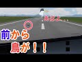 【フライトシム】離陸中にバードストライク！高度を稼げ!!!!（緊急事態編）