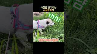 모닝 응가와 모닝 풀을 동시에 즐기는 시골강아지