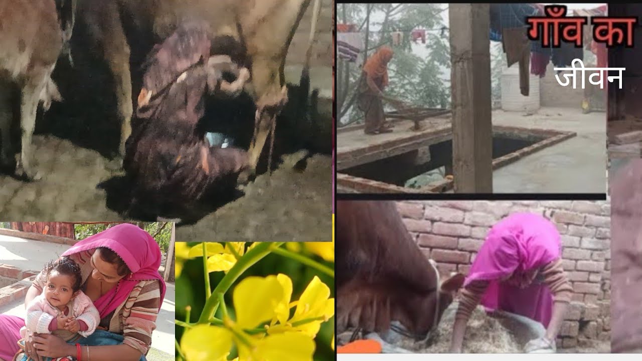 Cow milking vlog #vlog #cow #millking #village