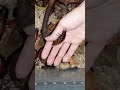 Мадагаскарский таракан асмр