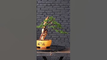 shaping the pine tree into a masterpiece #bonsai #bonsaitree #mountainlife