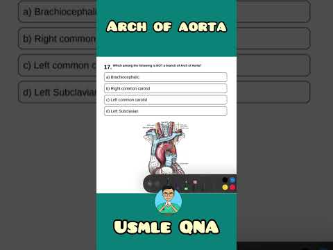 Branches of Aorta