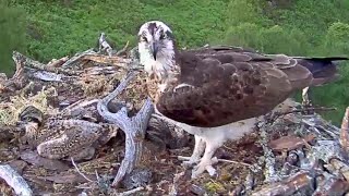 In the Hall of the Mountain Queen: Loch Arkaig Ospreys in quicktime 19 Jun 2020