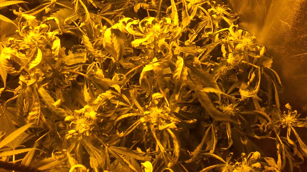 Underwater blueberry headband :/