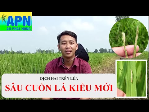 Video: Sâu hại nông nghiệp: chổi hướng dương