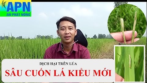 APN - SÂU CUỐN LÁ KIỂU MỚI - CÁCH QUẢN LÝ BẰNG CHẤT THẤM SÂU 30 GIÂY KẾT HỢP VỚI THUỐC TRỪ SÂU