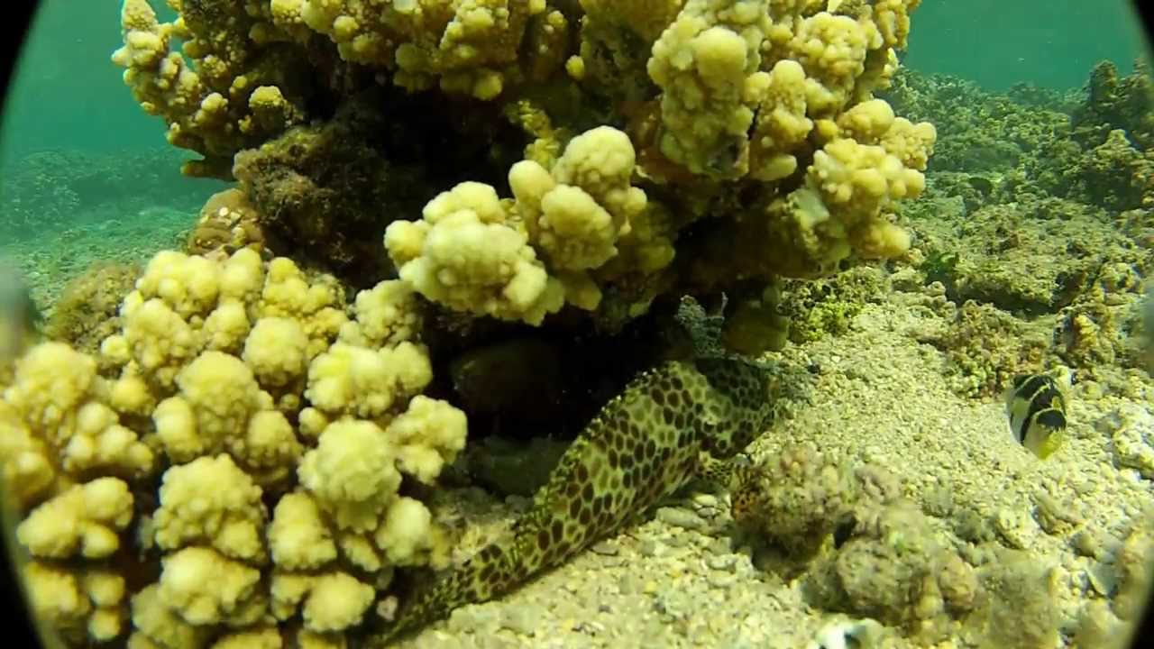 Canthigaster Merou Poulpe Lagon Reunion Youtube