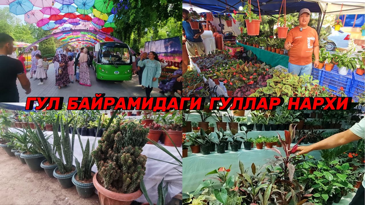 Наманганда Гуллар байрамидаги антиқа гуллар нарҳи 2024.