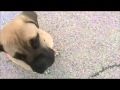 puppy potty training duration