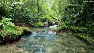 Suara aliran gunung yang menenangkan, kicauan burung yang damai di hutan Amazon, tempat terbaik untuk bersantai