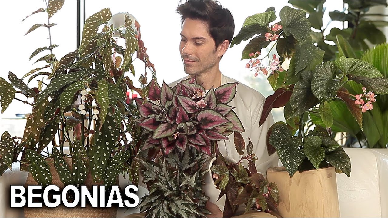 ¡Cómo CUIDAR tus BEGONIAS!  ¿Por qué son tan delicadas😱? Te lo explico y te enseño las mías 😜