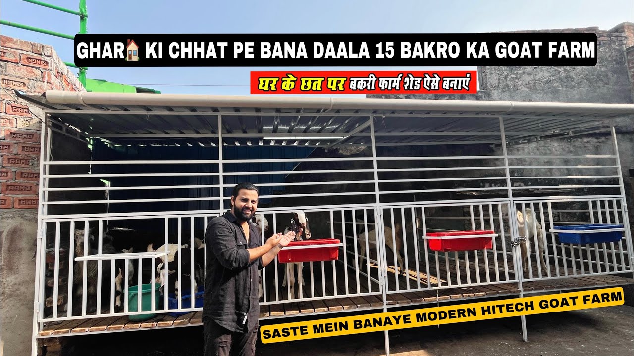 Goat farming Setup At Terrace | Ghar के chatt पे कैसे बनाये Modern गोट फ़ार्म 