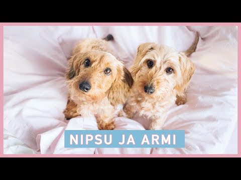 Video: Kuinka leikata koiran kynsiä Perfect Pooch pedikyyriin