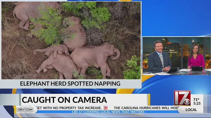 Elephant herd spotted napping - DayDayNews