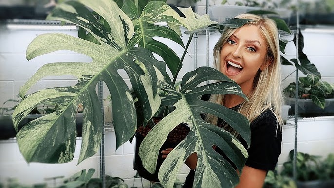 VIDEO. Jardinage : domptez votre Monstera !