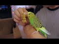 A Day in the Life of our Budgie named Pillow