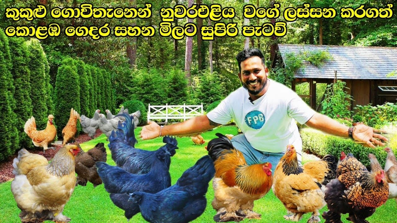 කුකුලු ගොවිතැනෙන් නුවරඑළිය වගෙ ලස්සන වුනු කොළඹ නිවස - ඹයාටත් පුලුවන් මෙහෙම කරන්න 😍💪