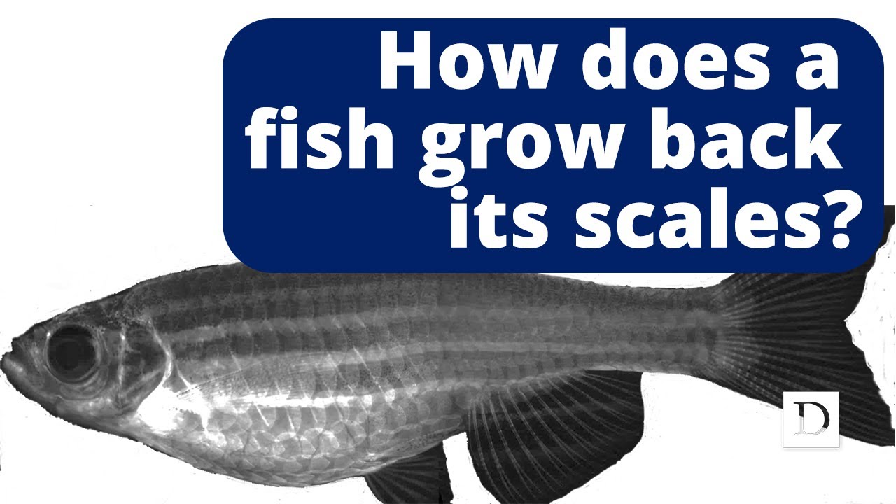 How a Fish Grows Back its Scales 