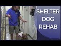 Aggressive Dog Rehab Shelter Dog