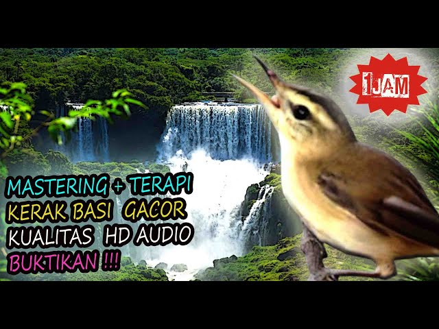 Suara Kerak Basi Gacor - Pancingan Kerak Basi Agar Bunyi Terapi Air class=