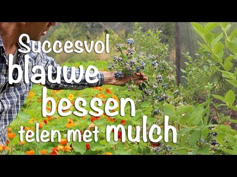 Succesvol blauwe bessen telen met mulch