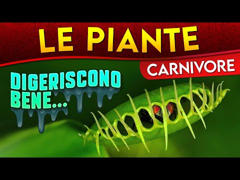 Le Piante carnivore: