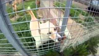 We Are Happy Dogs In Lega Del Cane Rovigo