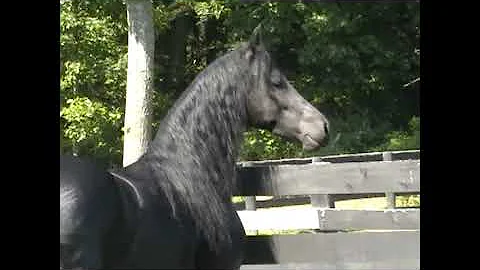 Fireside HF July 2020, 3 yr old friesian gelding