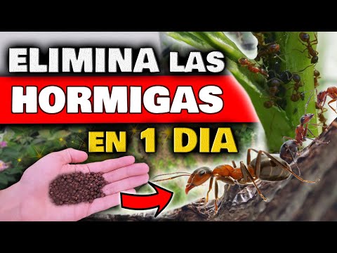 Video: 4 formas de deshacerse de las hormigas de las plantas en macetas