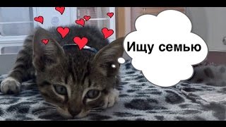 НОВЫЙ ДРУГ СЕМЬИ ИЛИ КАК МЫ ХОДИЛИ В ПРИЮТ ЗА КОТЕНКОМ НОВЫЙ ДРУГ СЕМЬИ ИЛИ КАК МЫ ХОДИЛИ В ПРИЮТ ЗА КОТЕНКОМ