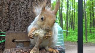 :   / Affectionate squirrel