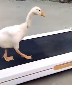 Status wa lucu terbaru: Anjay bebeknya moonwalk / Duck Moonwalk