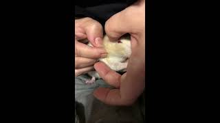 Huge Rat Cyst popped *NASTY*