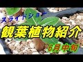 ～6月中旬～　観葉植物の紹介　まとめ