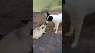 Ela Continua Provocando