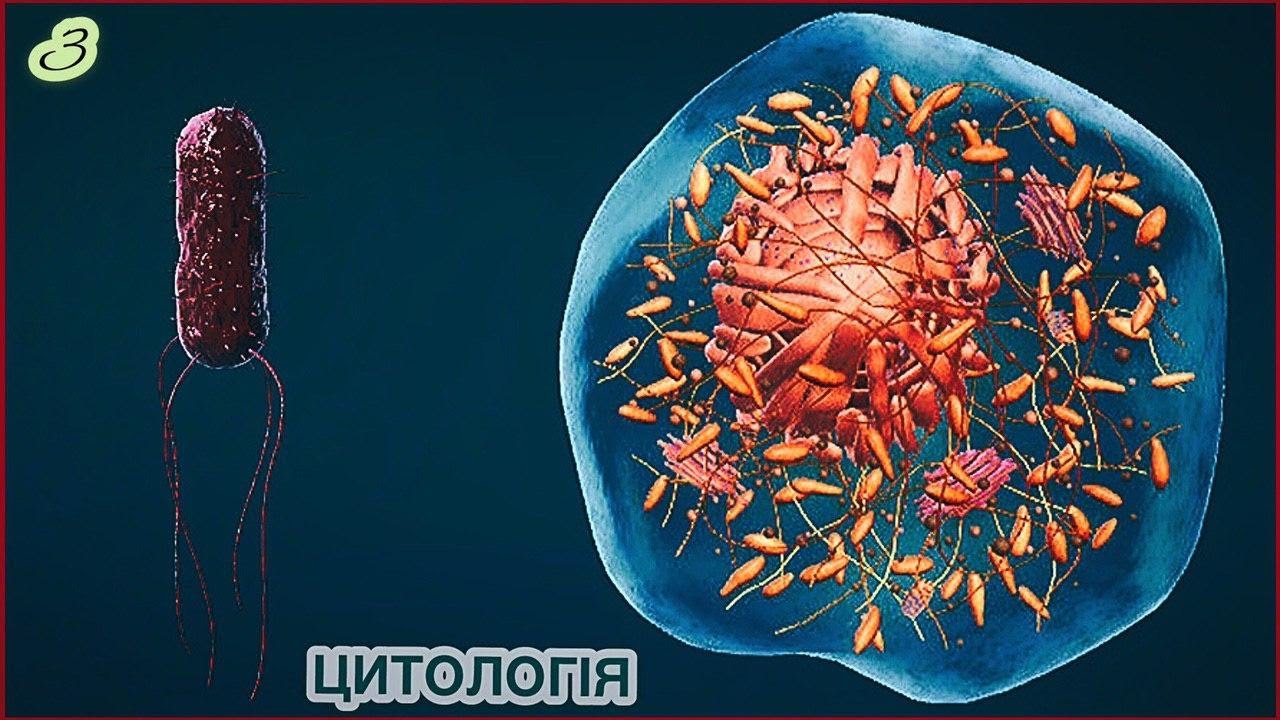 Прокариоты 2 вирусы. Бактерии эукариоты. Клетка бактерии прокариоты. Эукариотические микробы. Первые эукариоты.