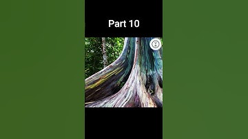Top 10 Biggest Trees in the World Part 10