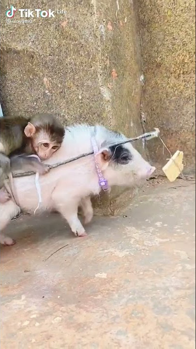 monyet Naik babi