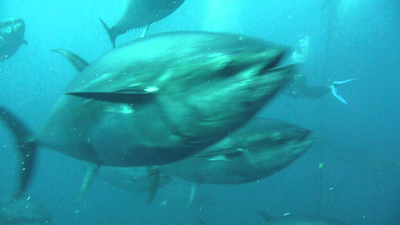 Diving the Tuna Pens in Malta