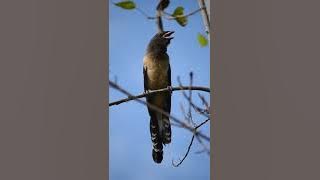 Alert rufous treepie bird sound. #rufoustreepie