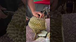 Cara Unik Kopek Buah Durian