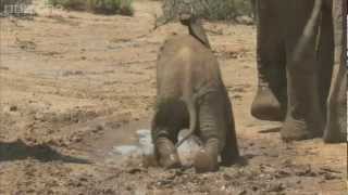 Learning To Be An Elephant In Samburu - Planet Earth Live - Bbc