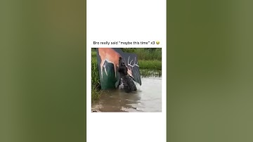 Stay inspired – subscribe for new content! 🔥 #wildlife  #animalvideo#opticalillusion