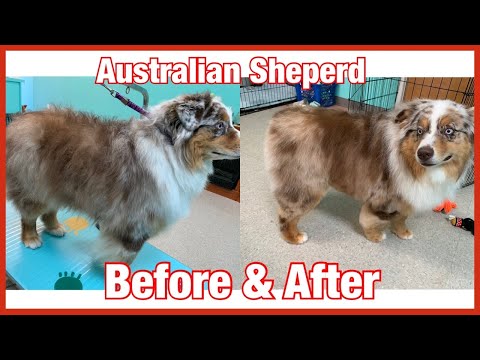 ✂️🐶grooming-a-big-australian-shepherd-✂️-undercoat-removal-and-hand-scissoring🐶