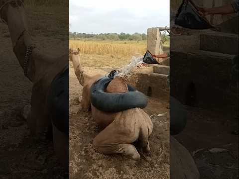 منظر رائع لجمل كبير فوق ظهر ه علبة سوداء مملوءة بالماء والراعي يسكب الماء عليها في