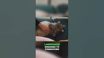 Decoding Cat Meows - Understanding Your Feline