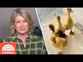 Martha Stewart Has 13 Peacocks, 45 Canaries, 4 dogs, 3 Cats & Even More Pets | Today