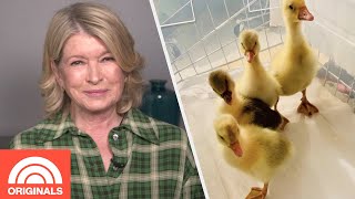 Martha Stewart Has 13 Peacocks, 45 Canaries, 4 dogs, 3 Cats & Even More Pets | Today