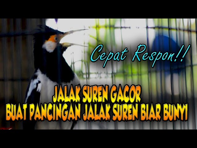 PANCINGAN CEPAT DIRESPON JALAK SUREN LANGSUNG IKUT GACOR BONGKAR ISIAN DENGAN CEPAT class=